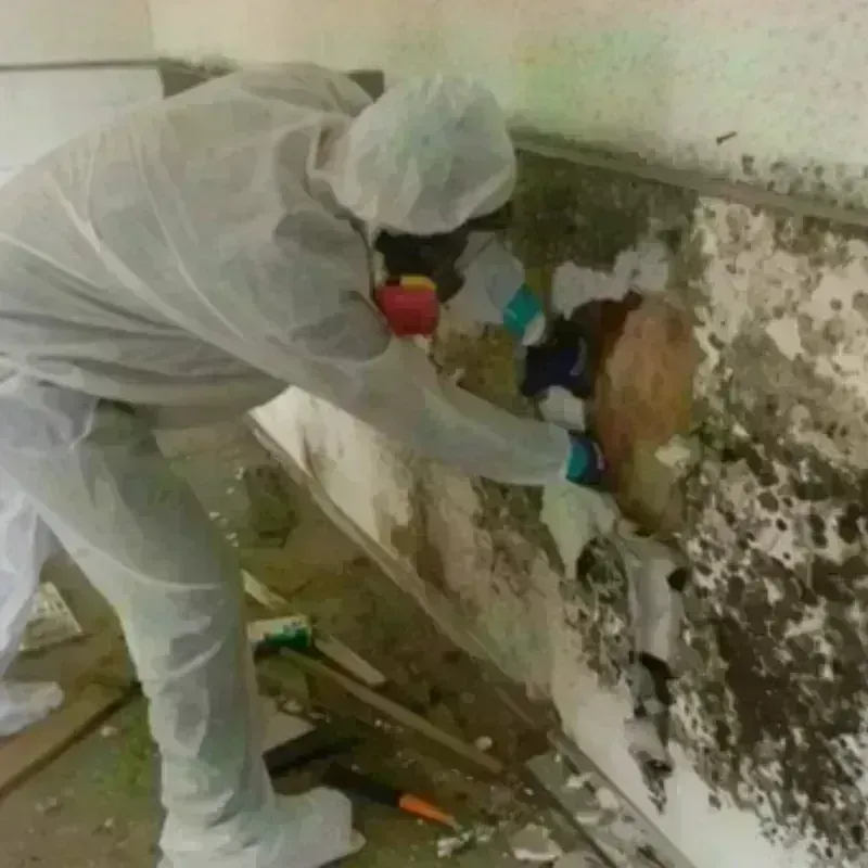 Mold Remediation and Removal in Athens, MI